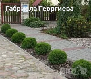 Кълбовидна туя "Тини-Тим "