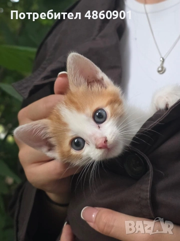Подарявам котенца