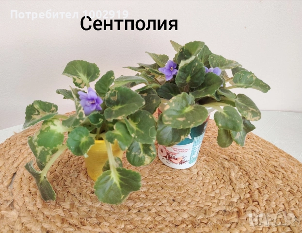 Комплект оm 12 Стайни Растения (Вкоренени), снимка 12 - Градински цветя и растения - 55222353