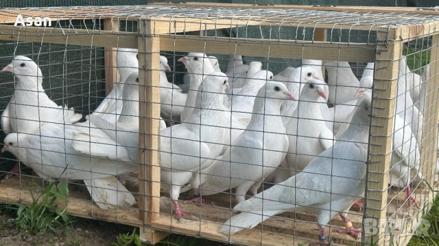 Пазарджишки 