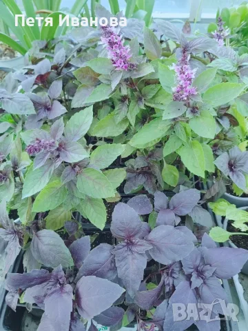 Босилек ocimum basilicum
