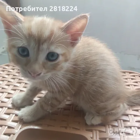 Подарявам женско коте