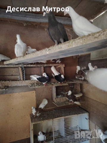 Гълъби, снимка 2 - Гълъби - 54093469