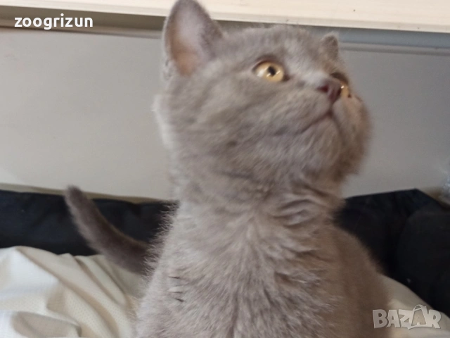 Шотландски страйт момченце, снимка 4 - Британска късокосместа - 53988420