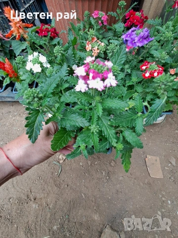 Вербена няколко цвята , снимка 3 - Градински цветя и растения - 54282743