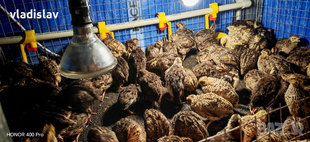 Продавам пътпадъци и пилета и яйца, снимка 4 - Кокошки и пуйки - 54382957