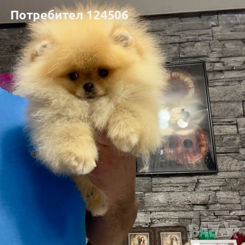 Померан мини померанче