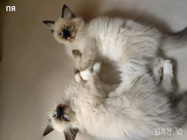Чистокръвни котенца Ragdoll