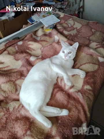 Чисто Бяло Коте порода Као Мани, снимка 4 - Други - 54061405