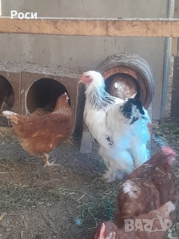 Продавам кокошки, снимка 2 - Кокошки и пуйки - 54325361