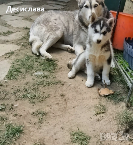 Сибирско хъски, снимка 11 - Хъски - 54397155