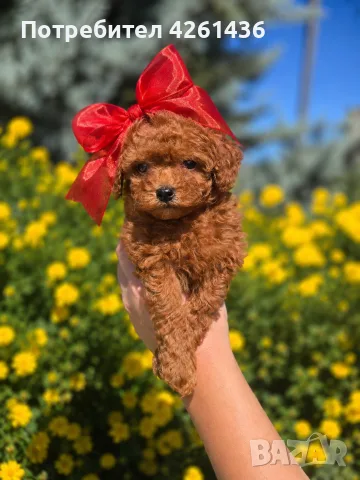 Той Пудел /Poodle Toy / , снимка 2 - Пудели - 55421052