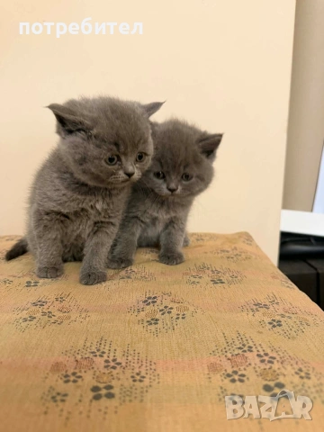 БРИТАНСКИ КЪСОКОСМЕСТИ КОТЕТА, снимка 10 - Британска късокосместа - 54393026