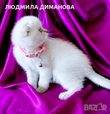 Скоттиш Фолд със сини очи , снимка 6 - Британска късокосместа - 54576395