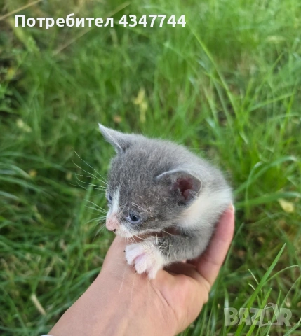 Подарявам малки мъжки котенца 2 броя. 