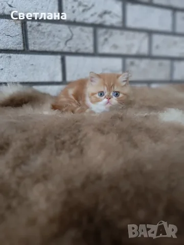 Екзотично късокосместо коте 😻, снимка 8 - Персийска - 55327112