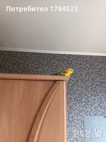 Мъжки пойни папагали , снимка 10 - Папагали - 55251204