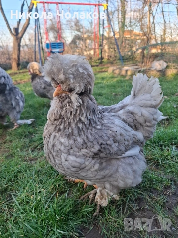 Струмски стандарт яйца , снимка 4 - Кокошки и пуйки - 54215282