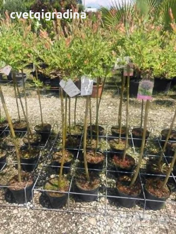 Salix integra ‘Hakuro Nishiki’ (Японска върба ‘Hakuro Nishiki’ – „Пъстра японска върба“), снимка 2 - Градински цветя и растения - 55405988