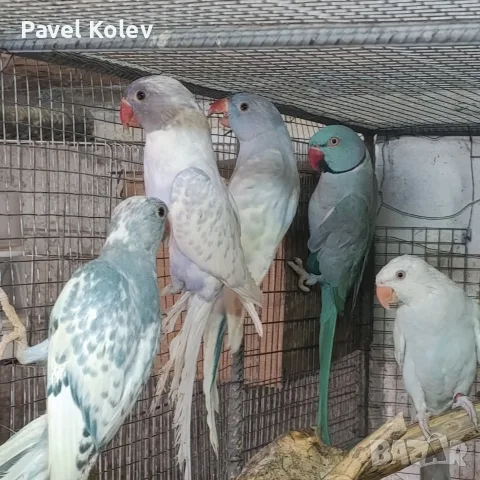 Различни видове птици , снимка 6 - Папагали - 55515067