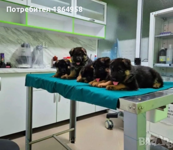 Немски Овчарки ДОСТАВКА