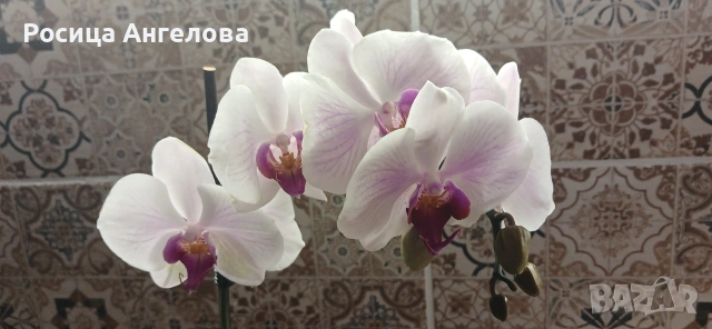 Орхидея , снимка 2 - Стайни растения - 55070308