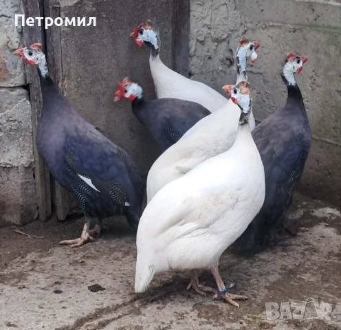 Яйца от токачки