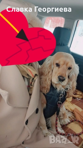 Английски Кокер шпаньол , снимка 5 - Търси партньор - 53963879