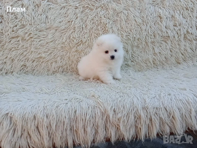 Мъжки и женски Померани.Реални снимки от 06.04.26 г., снимка 12 - Померан - 54105762