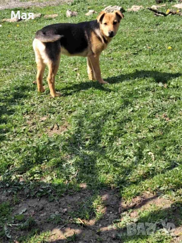 Кученца копойчета, снимка 11 - Други - 52566062