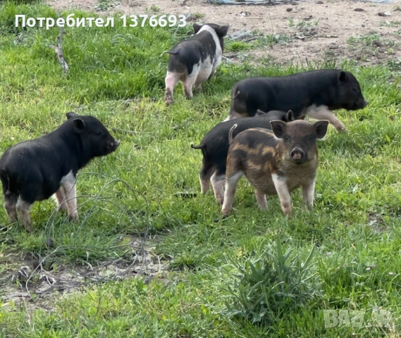 Виетнамски прасета 