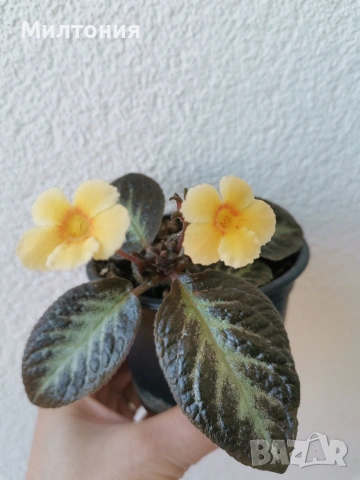 еписция sun gold , снимка 4 - Стайни растения - 54665428