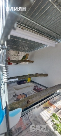 Пойни папагали , снимка 3 - Папагали - 54316613