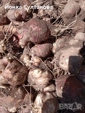 Гулия "земна ябълка", снимка 6 - Домашни продукти - 54289713