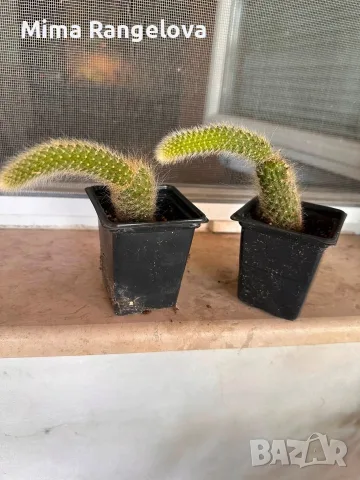 Кактус Cleistocactus colademononis , снимка 2 - Стайни растения - 55398488