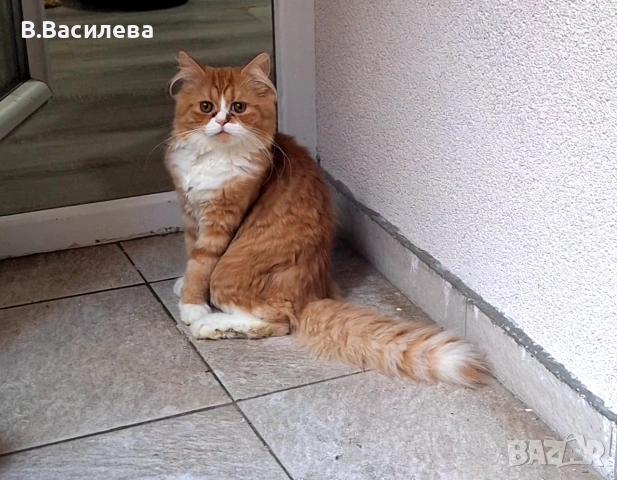 Ангорско коте-мъжко