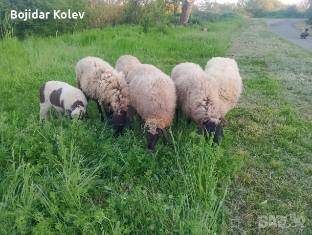 Продавам 5 овце и 1 агне, снимка 3 - Овце - 54414485