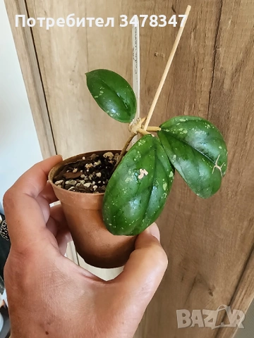 Хоя sp.aff.Forbesii Round Leaves, снимка 2 - Стайни растения - 54567259