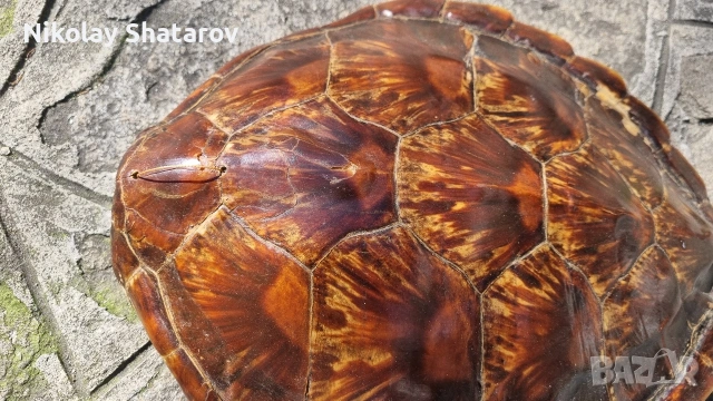 костенурка. трофей., снимка 3 - Декорация за дома - 54328941