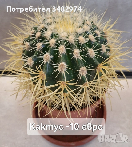 Предлагам стайни растения, снимка 12 - Стайни растения - 54893019