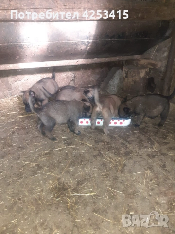 Продавам кученца Белгийска овчарка Малиноа , снимка 4 - Белгийска овчарка - 55208112