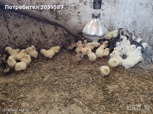 Пиленца брезе и бял съсекс продавам, снимка 2 - Кокошки и пуйки - 55126013