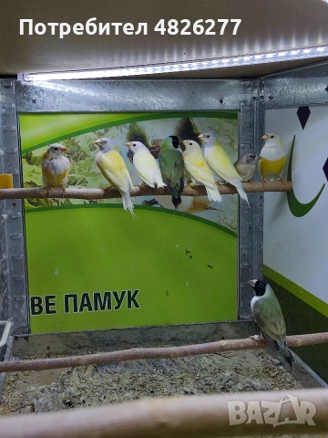 Гулдови амадини ..... 2026......, снимка 2 - Амадини - 54806567