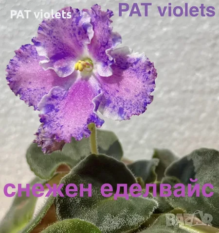 Saintpaulia Сейнтполия Сентполия African Violet Aфриканска теменужка стайна теменужка Фiалка цветя