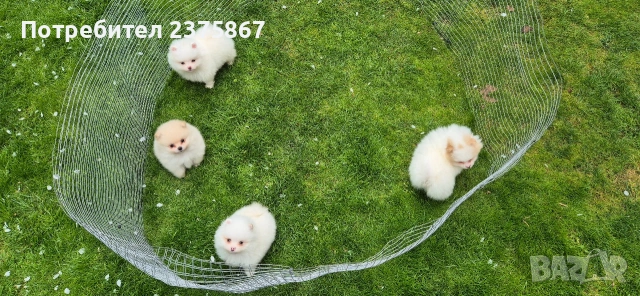 Мъжки и женски померанчета,померан, снимка 2 - Померан - 54238902