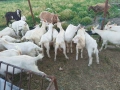 Продавам ярета , снимка 2