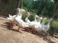 Гъски линда на 2 месеца, снимка 3
