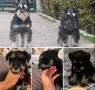 Чистокръвни цвергшнауцери, снимка 14