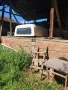 Mitsubishi L200 2.5 TDI - десен волан, снимка 14