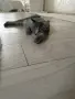 Котки Чинчили и Британка, снимка 6
